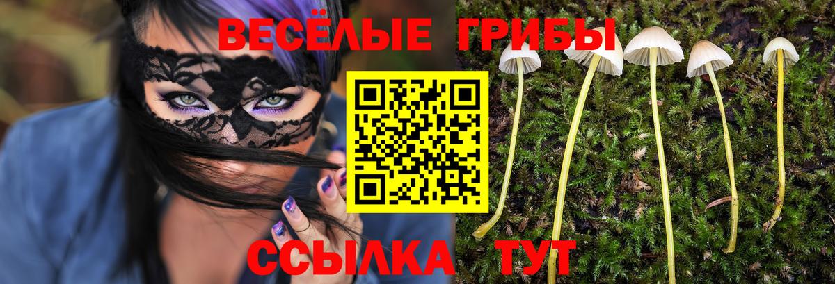 Псилоцибиновые грибы Psilocybe Петрозаводск